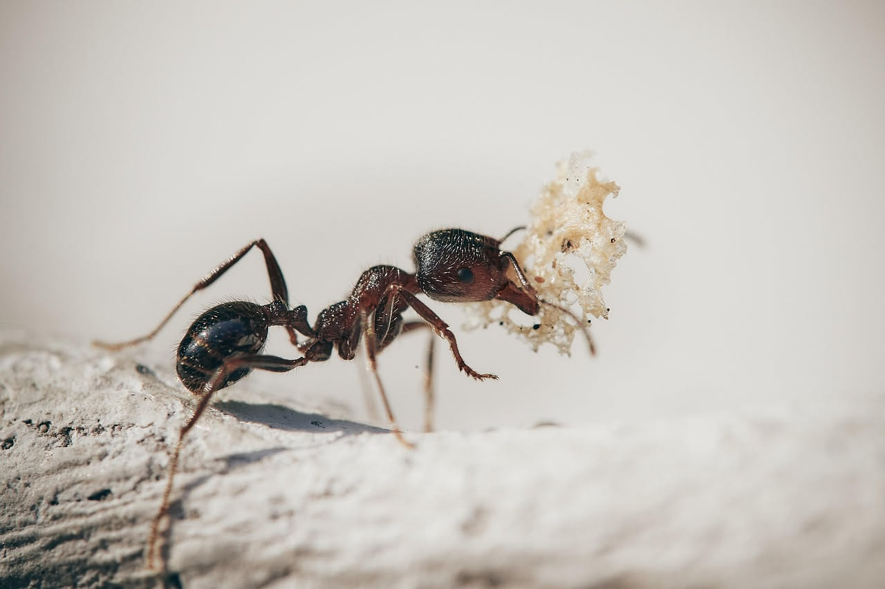 Come eliminare le formiche in casa d'estate: i rimedi naturali