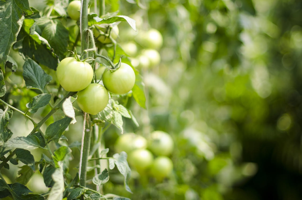 Come far durare la raccolta di pomodori: i consigli utili