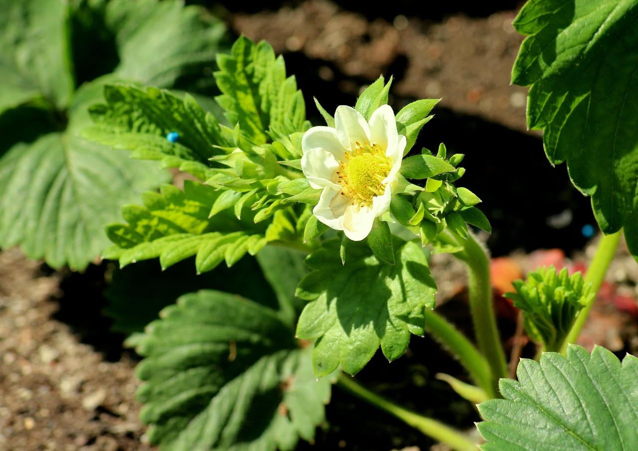 Come proteggere le fragole dal sole d'estate: i consigli