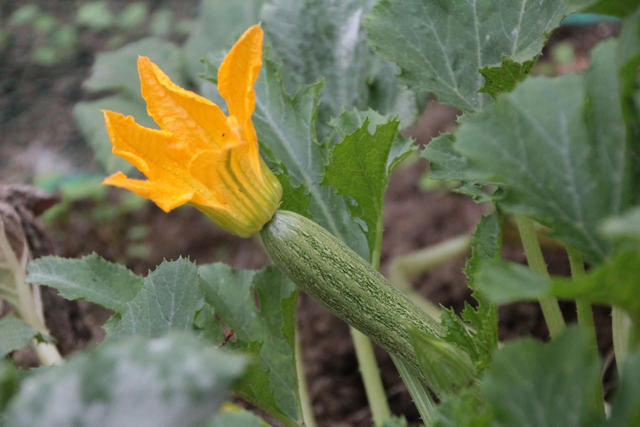Come raccogliere le zucchine al punto giusto: il consiglio