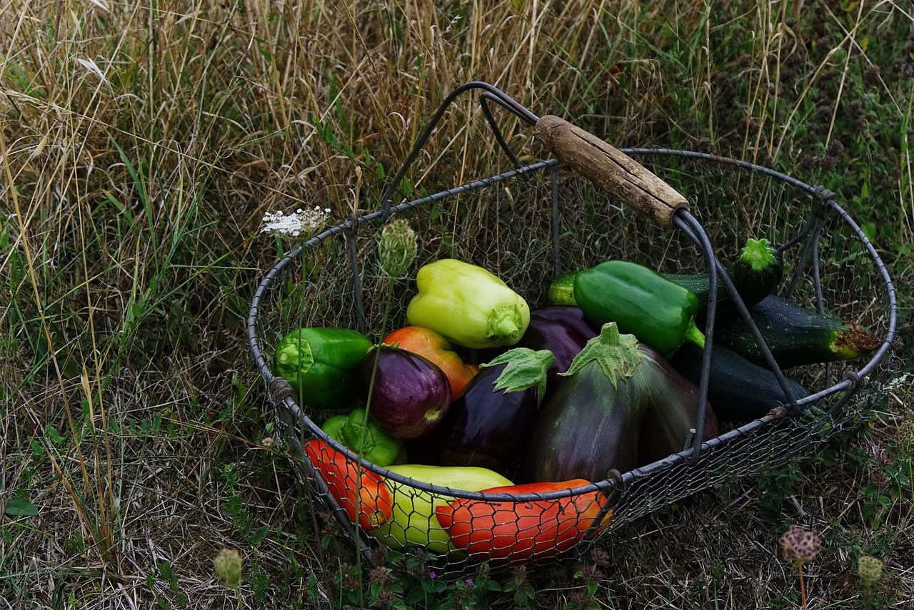 Cosa seminare nell'orto a luglio: ecco le verdure giuste