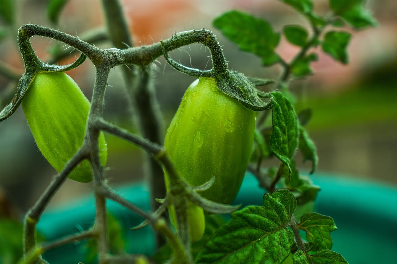 Perché i pomodori si spaccano d'estate: ecco come evitarlo