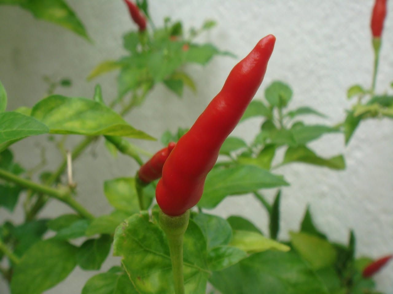 Perché il peperoncino è perfetto per l'estate: la spiegazione