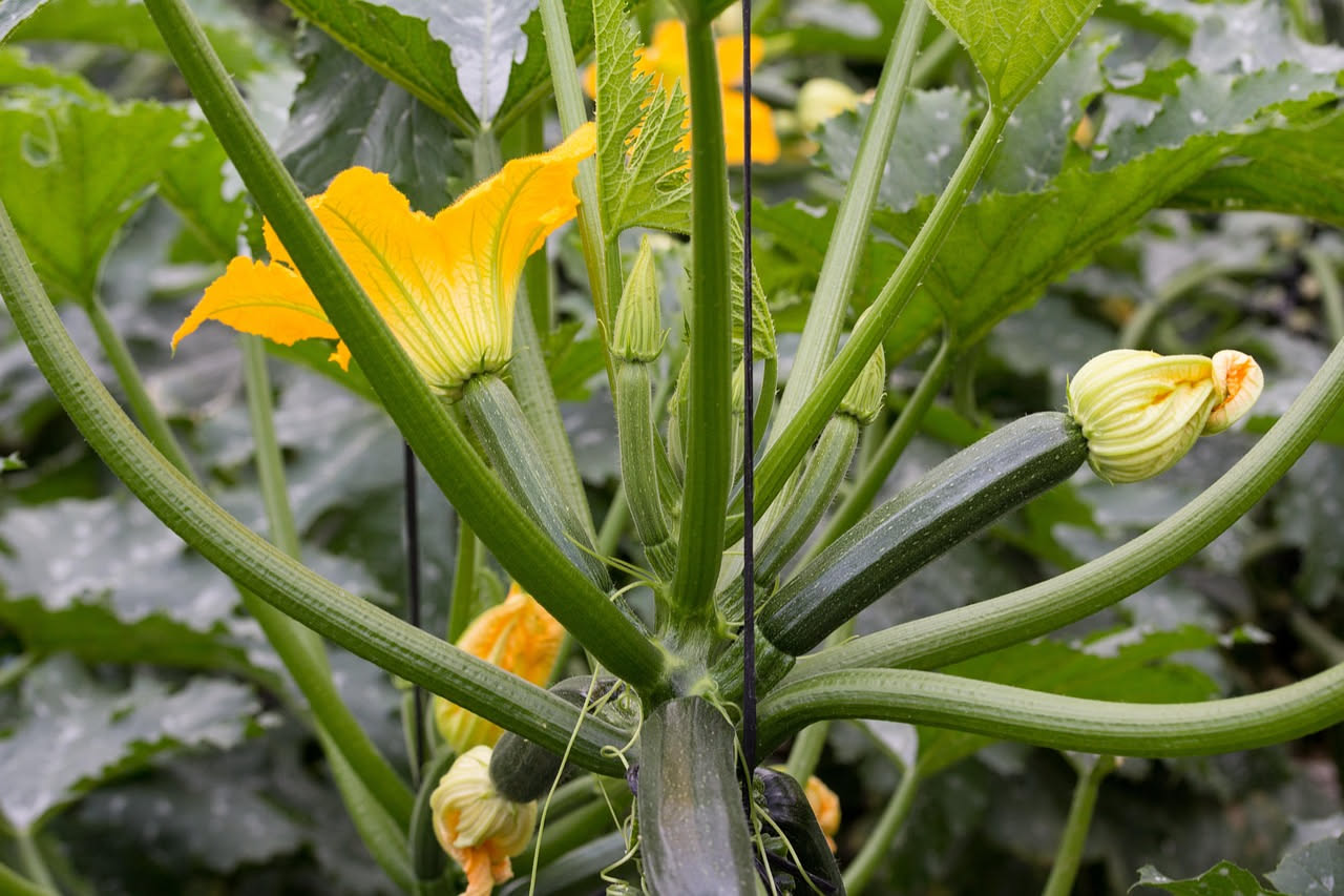Perché le zucchine ingialliscono col caldo: cosa fare