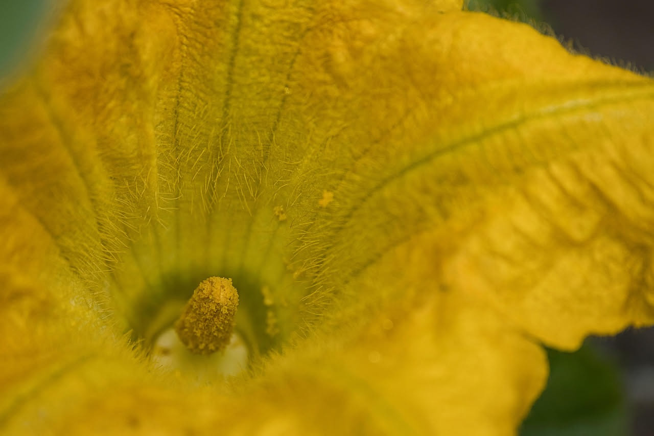 Perché le zucchine crescono troppo in fretta: come gestirle