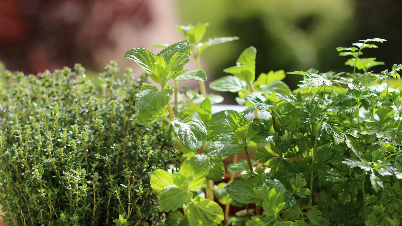 Quali erbe aromatiche seminare a luglio: la lista utile