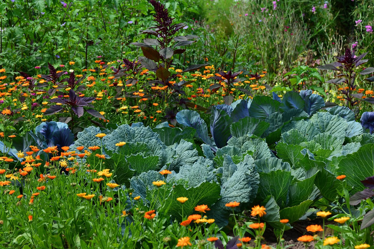 Quali verdure seminare per l'autunno a luglio: la guida