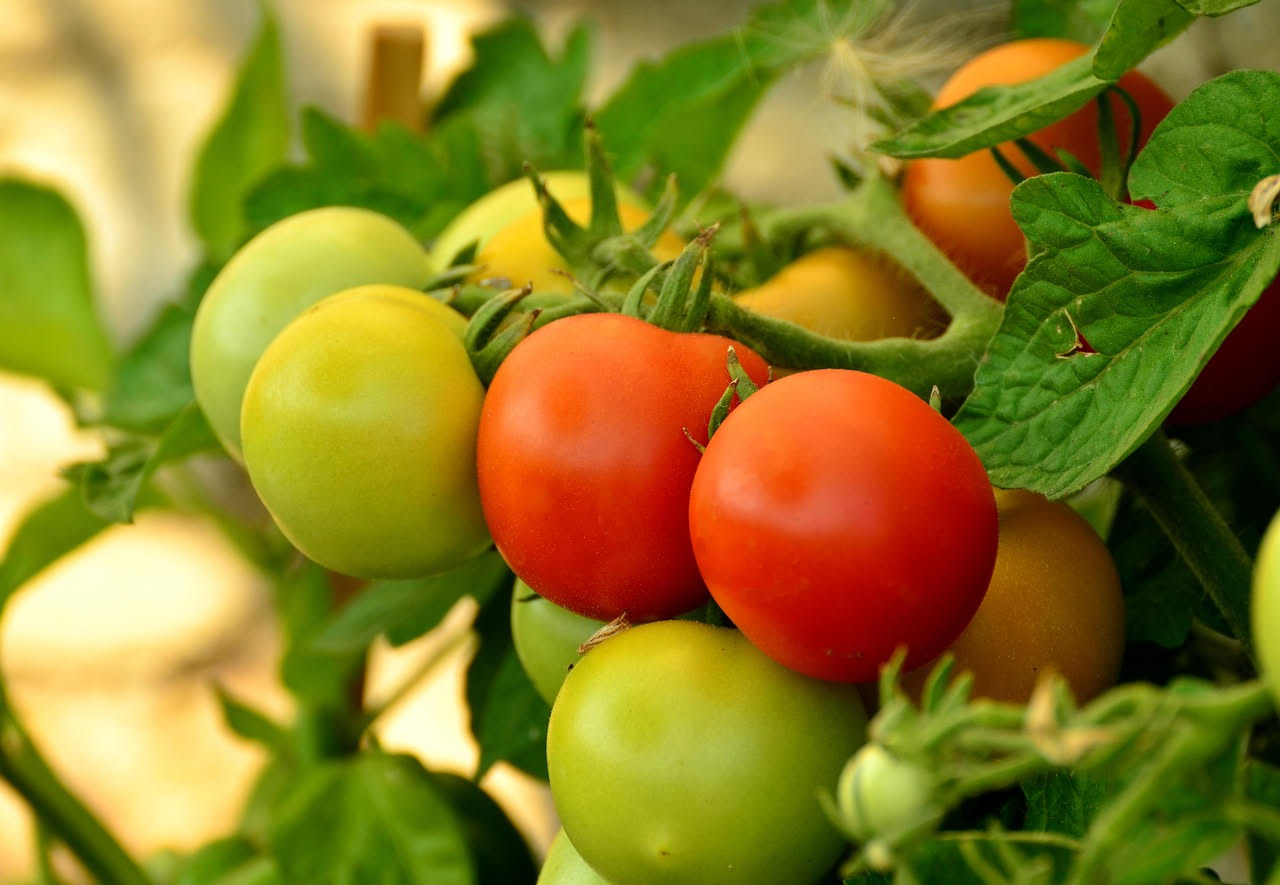 Quando raccogliere i pomodori d'estate: il momento giusto