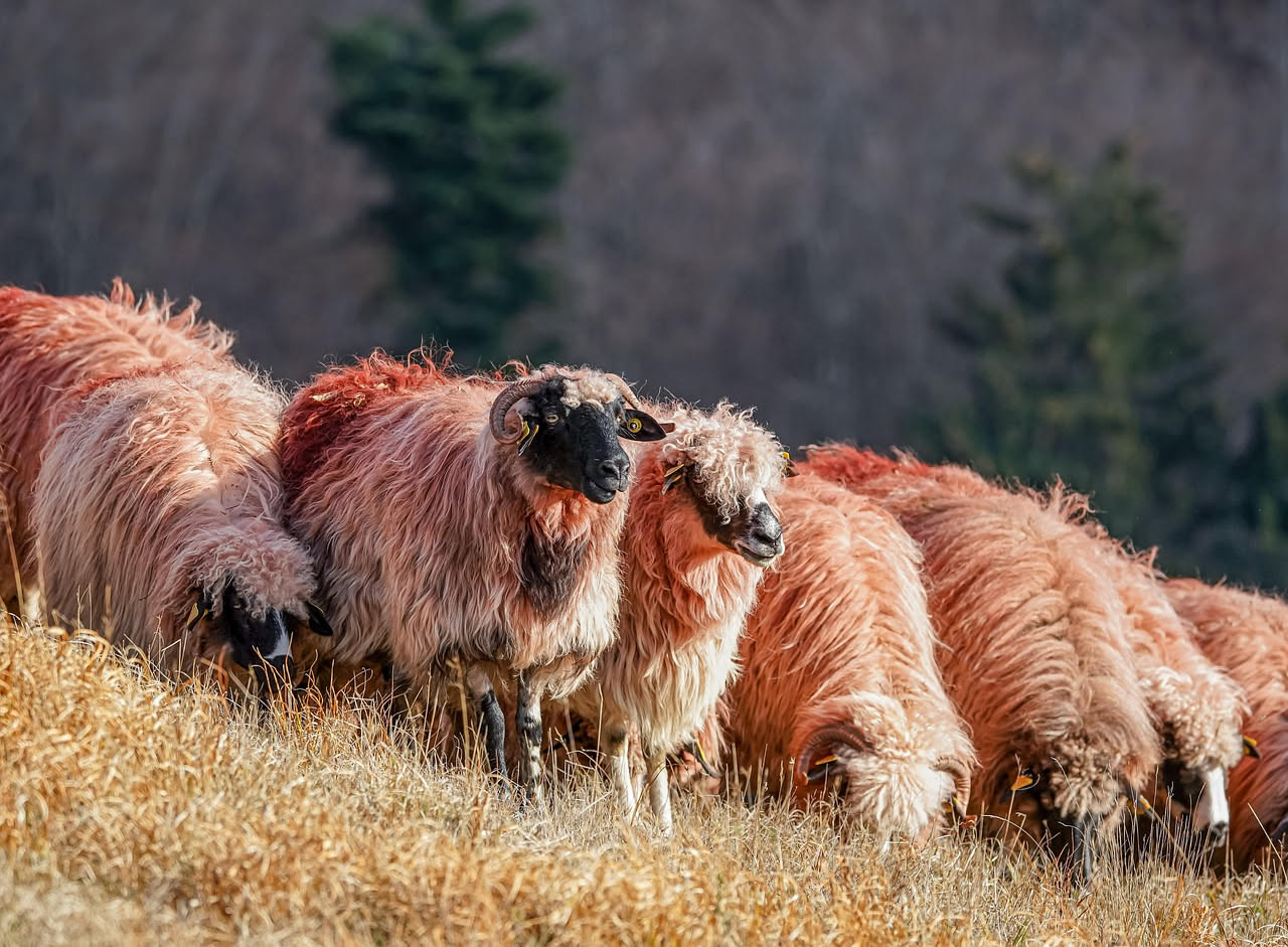 Come la lana shetland diventa piu morbida con il tempo