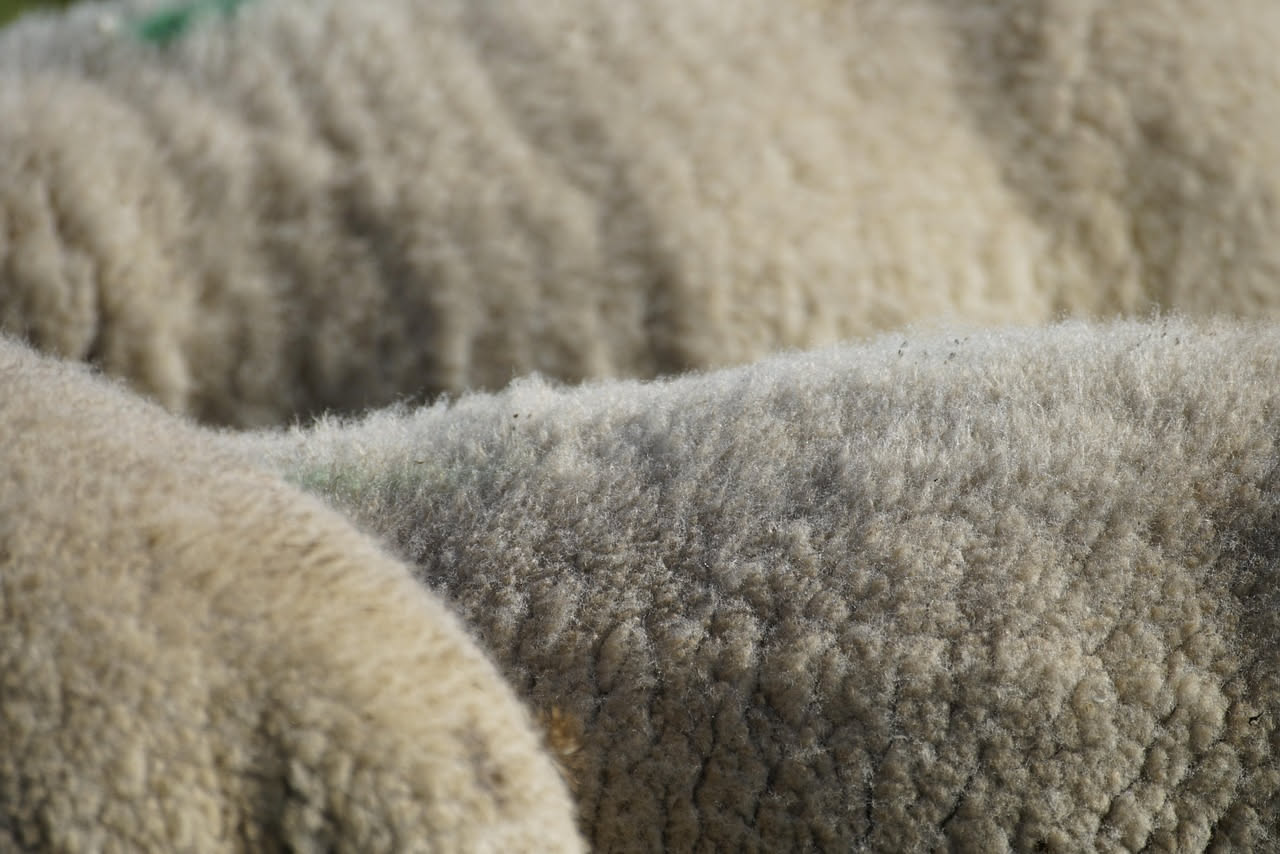 Lana merino: come riconoscerla e lavarla senza infeltrirla