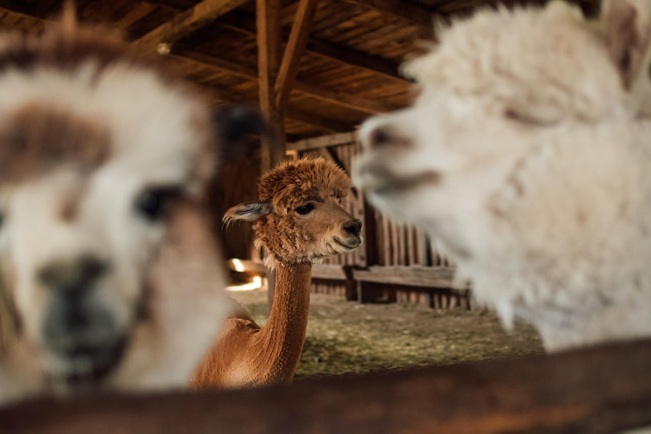 Perche alpaca e mohair non pungono sulla pelle