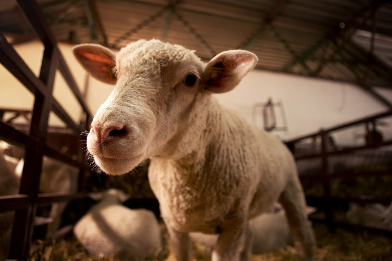 Perche il merino e la lana piu fine fra tutte le pecore