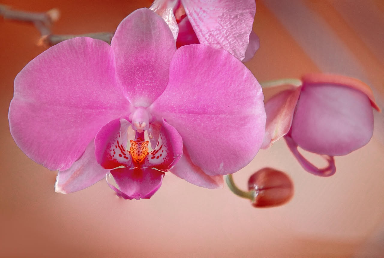 Se l'orchidea non fiorisce, non è morta: ecco perché e come farla rifiorire